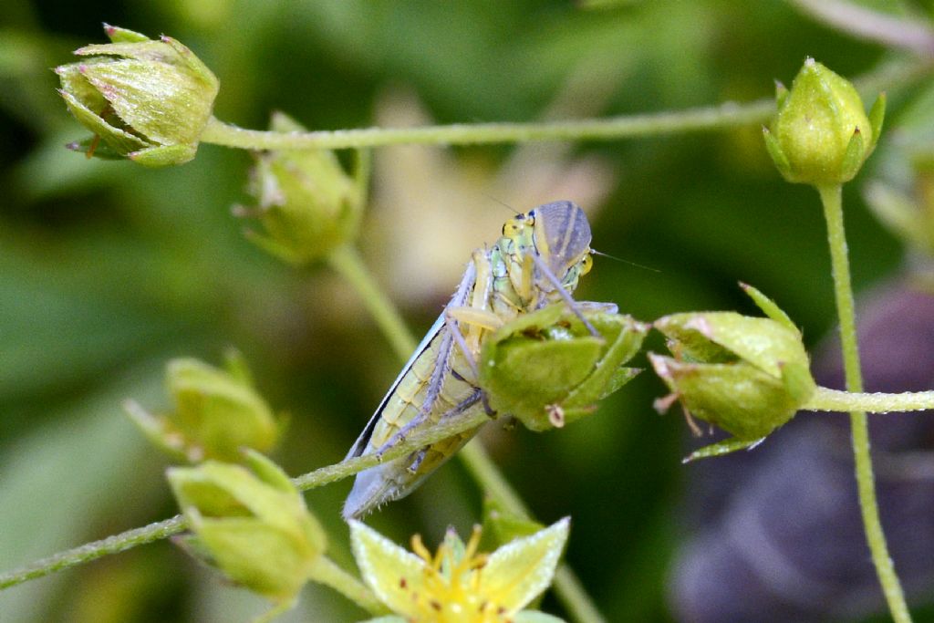 Cicadella viridis??